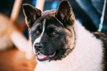 American Akita Dog Close Up Portrait