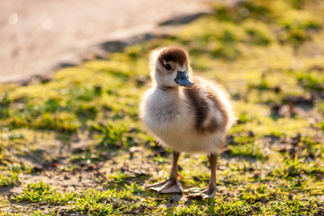 Süßes kleines Nilgansküken auf Futtersuche posiert im Gegenlicht