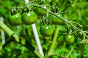 Green ripening hanging tomatoes on a stalk