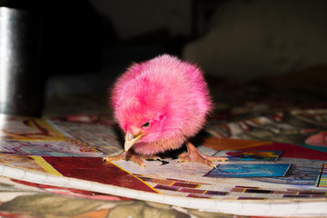 a small chicken standing curious with blackbackground.