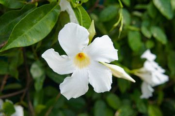 Allamanda  cathartica white flowers with green 