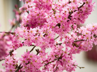 Closeup of pink flowers of sakura tree. Natural background of cherry blossom