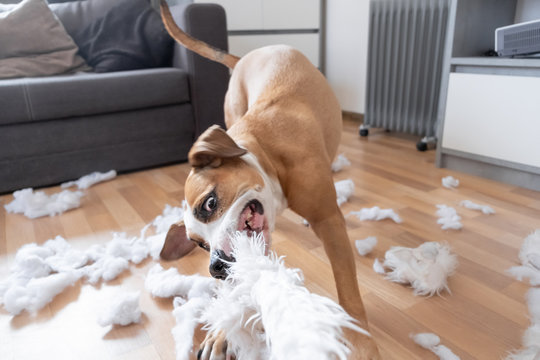 Funny playful dog destroying a fluffy pillow at home. Staffordshire terrier tearing apart a piece of homeware and enjoying the process