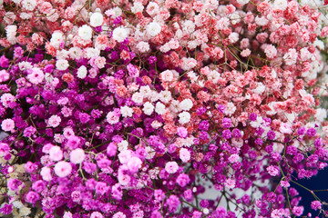 Fototapeta premium Gypsophila is valued for openwork, graceful, thick small-leafed shoots that give the bouquets and arrangements a special decorative and airy