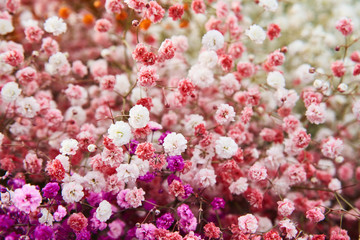 Gypsophila is valued for openwork, graceful, thick small-leafed shoots that give the bouquets and arrangements a special decorative and airy