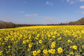 Obraz premium Rapeseed (Brassica napus) flowering in the East Sussex countryside near Birch Grove