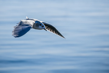 Seagull in flight over the sea. tourist card