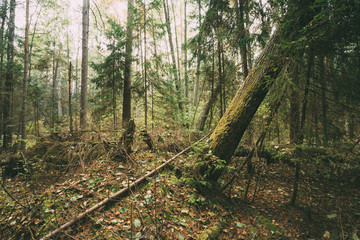 Obraz premium Wild Autumn Forest. Fallen Trees In Coniferous Forest Reserve