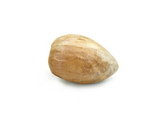 Bone from the avocado. Avocado seed isolated on white background. 