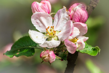 Apple blossom on apple tree