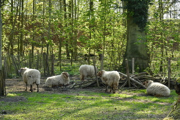 Obraz premium Petit troupeau de moutons à l'ombre dans un enclos au domaine de l'abbaye du Rouge-Cloître à Auderghem