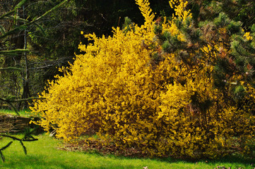 forsythia ,yellow bush in spring park - early spring