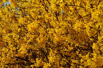 Obraz premium forsythia ,yellow bush in spring park - early spring