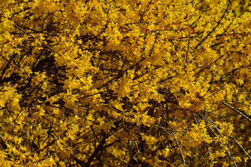forsythia ,yellow bush in spring park - early spring