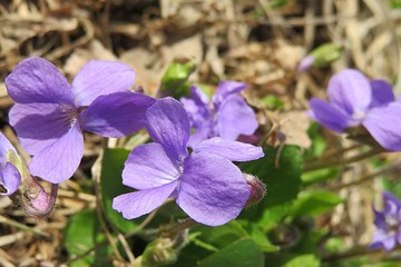 Purple violets flowers in the garden in spring, closeup