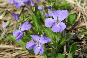 Beautiful purple violets flowers in the garden in spring, closeup