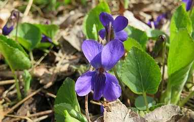 Purple violets flowers in the garden in spring, closeup