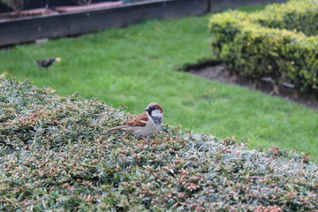 sparrow on hedge