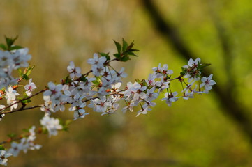  Flowering tree over nature background - Spring tree - .Spring Background.