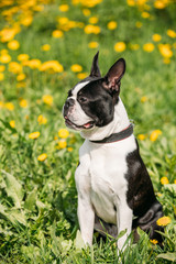 Funny Young Boston Bull Terrier Dog Outdoor In Green Spring Meadow With Yellow Blooming Dandelion...