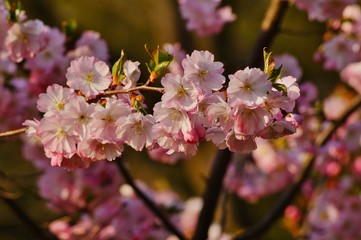 Pink flowering tree over nature background . Spring tree . Spring Background. Prunus serrulata