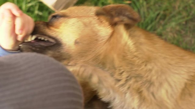 Dog Plays Eating Child Hand Slow Motion