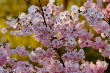 Pink flowering tree over nature background . Spring tree . Spring Background. Prunus serrulata