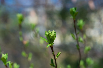 Young tree branch in spring