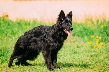 Beautiful Young Black German Shepherd Dog Standing In Green Grass. Alsatian Wolf Dog Or German Shepherd Dog. Deutscher Dog