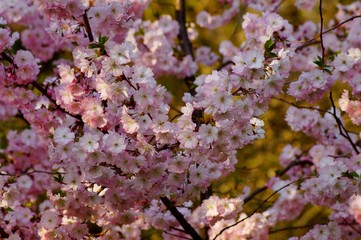 Pink flowering tree over nature background . Spring tree . Spring Background. Prunus serrulata