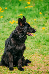 Beautiful Young Black German Shepherd Dog Sitting In Green Grass. Alsatian Wolf Dog Or German Shepherd Dog On Green Grass Background. Deutscher Dog