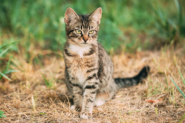 Fototapeta premium Cute Tabby Gray Cat Kitten Sitting In Grass Outdoor