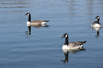 Gesi Kanadyjskie © Iwona