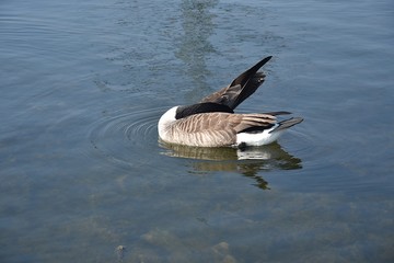 Gesi Kanadyjskie © Iwona