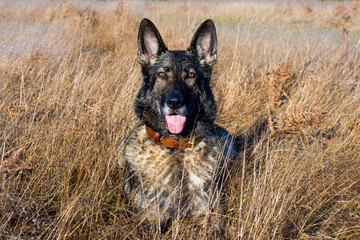 Fototapeta premium Sable German Shepherd Dog in a field