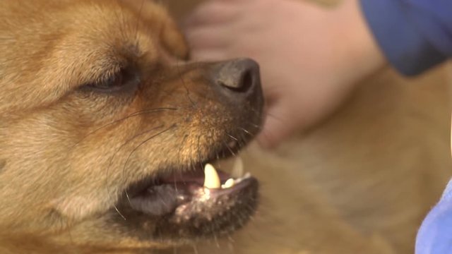 Dog Plays Eating Child Hand Slow Motion