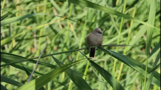 Cute little birds. Green reeds background. Bird: Bearded Reedling. Panurus biarmicus .