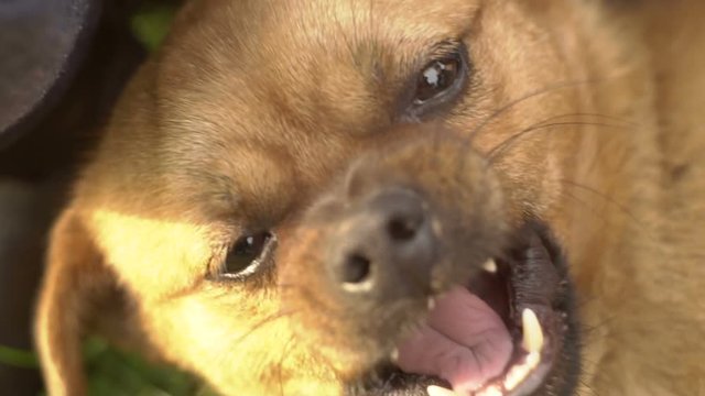 Dog Plays Eating Child Hand Slow Motion