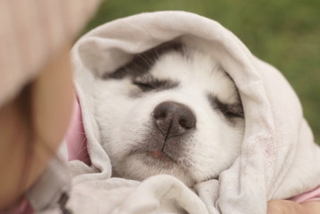 husky puppy sleeping on a hands