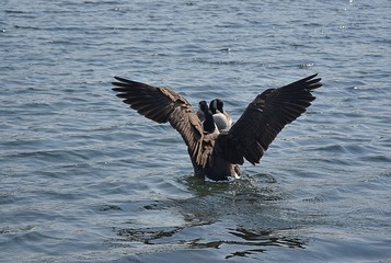 Gesi Kanadyjskie © Iwona