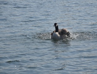 Gesi Kanadyjskie © Iwona