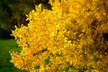 forsythia ,yellow bush in spring park - early spring