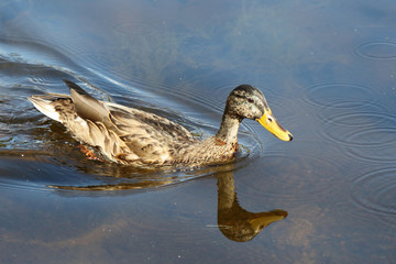 Stockente / Mallard / Anas platyrhynchos..