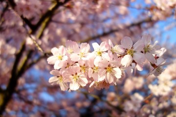 Pink flowering tree over nature background .Spring tree . Spring Background.