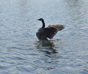 Gesi Kanadyjskie © Iwona