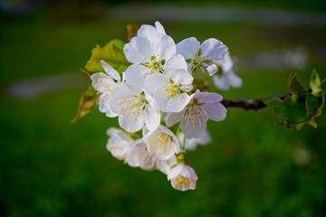  Flowering tree over nature background - Spring tree - .Spring Background.