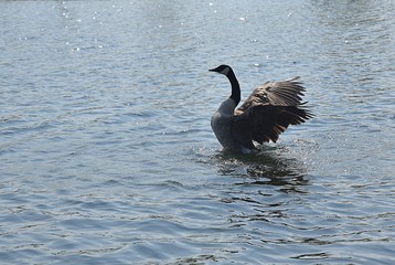 Gesi Kanadyjskie © Iwona