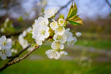  Flowering tree over nature background - Spring tree - .Spring Background.