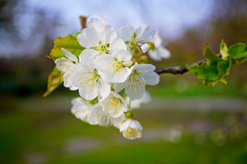  Flowering tree over nature background - Spring tree - .Spring Background.