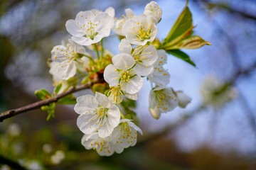  Flowering tree over nature background - Spring tree - .Spring Background.